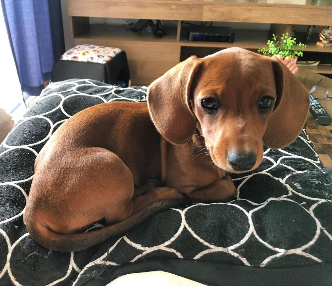 Berry - Red Smooth Dachshund puppy for sale