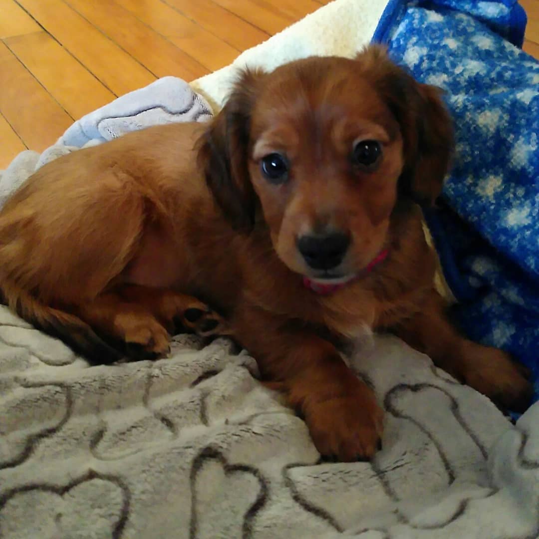 Ella - Red Shaded Dachshund puppy for sale