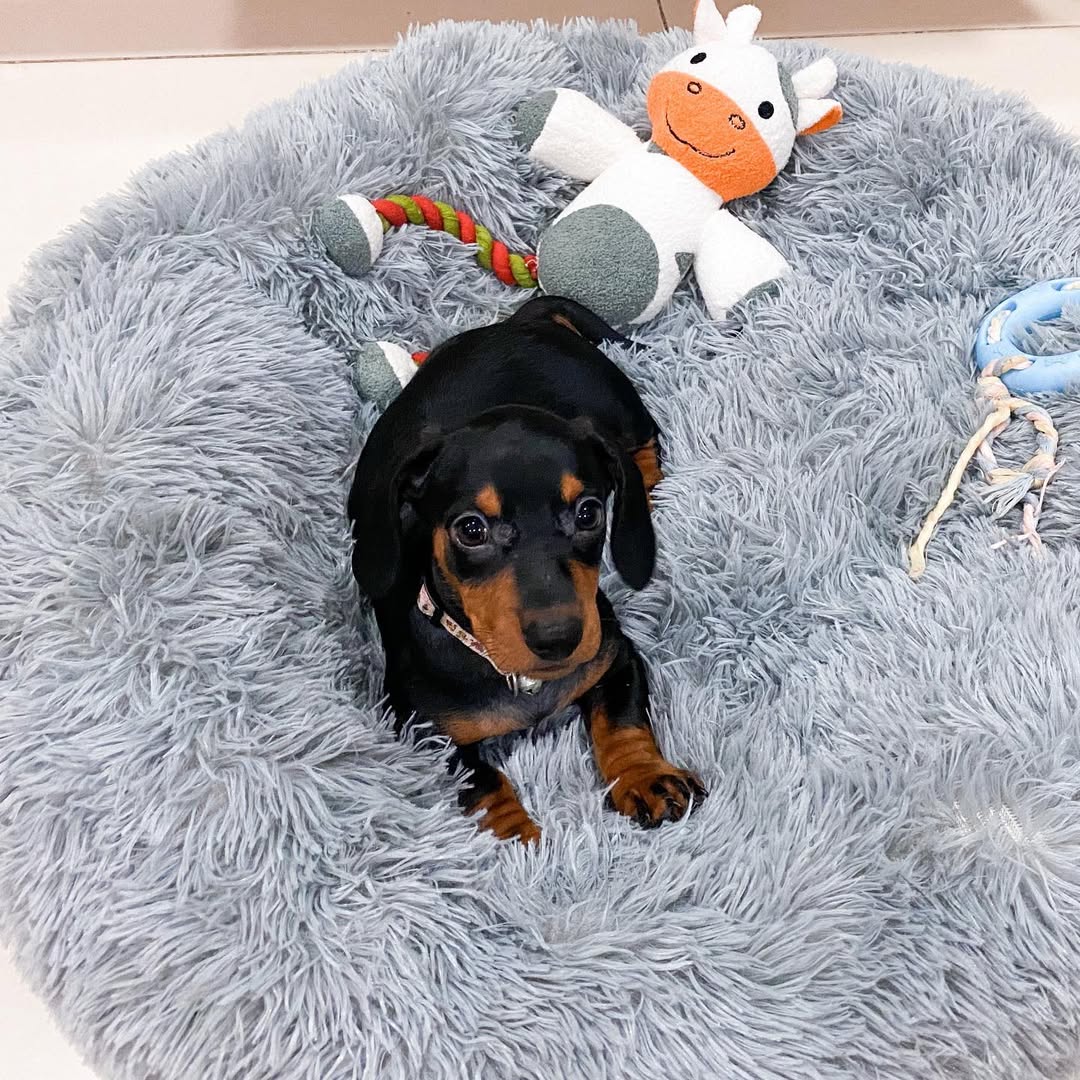 Jay - Black & Tan Dachshund puppy for sale