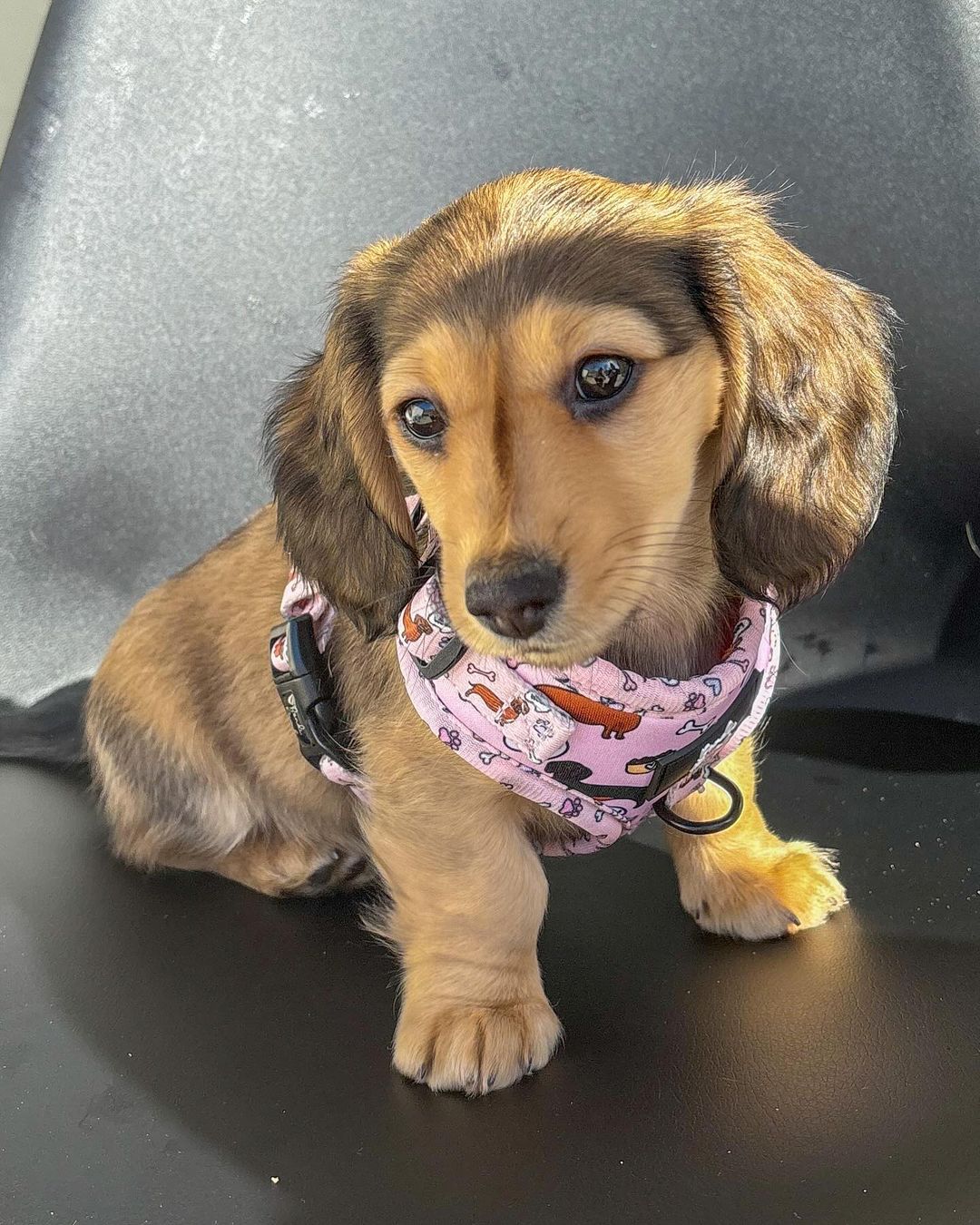 Lilly - English Cream Dachshund puppy for sale