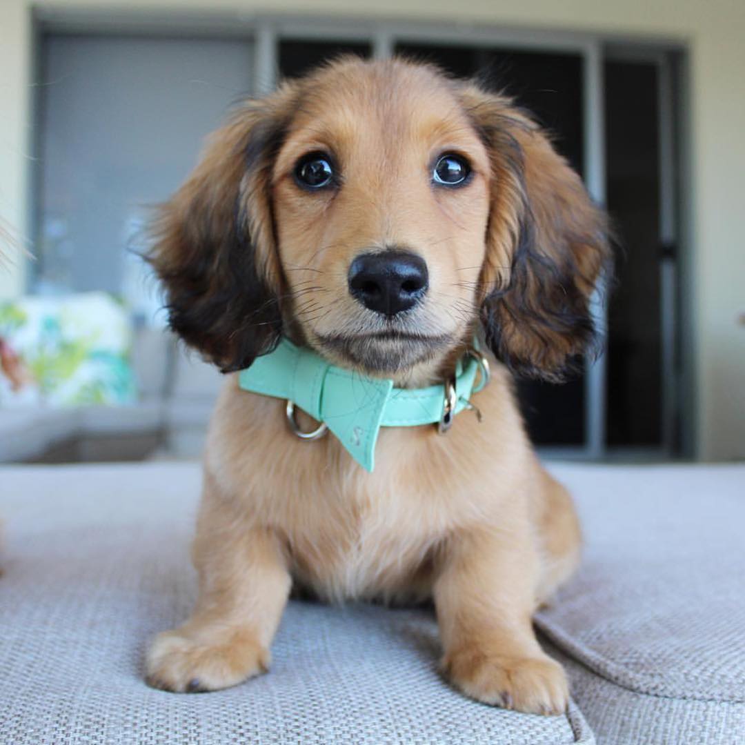 Memo - English Cream Dachshund puppy for sale