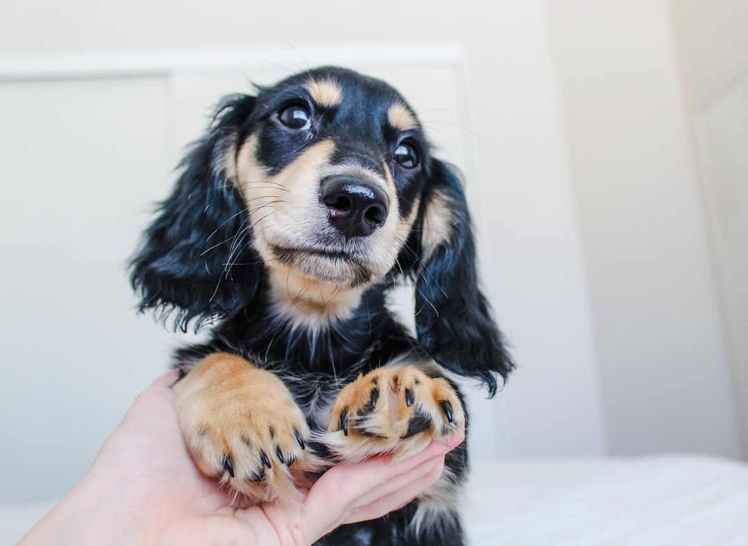 Mr. Bean - Black & Tan Dapple Dachshund puppy for sale