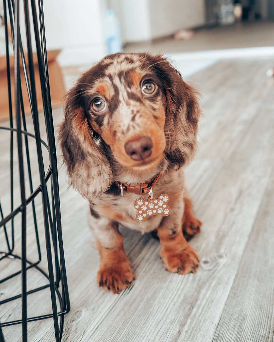 Nala - Chocolate Dapple Dachshund puppy for sale
