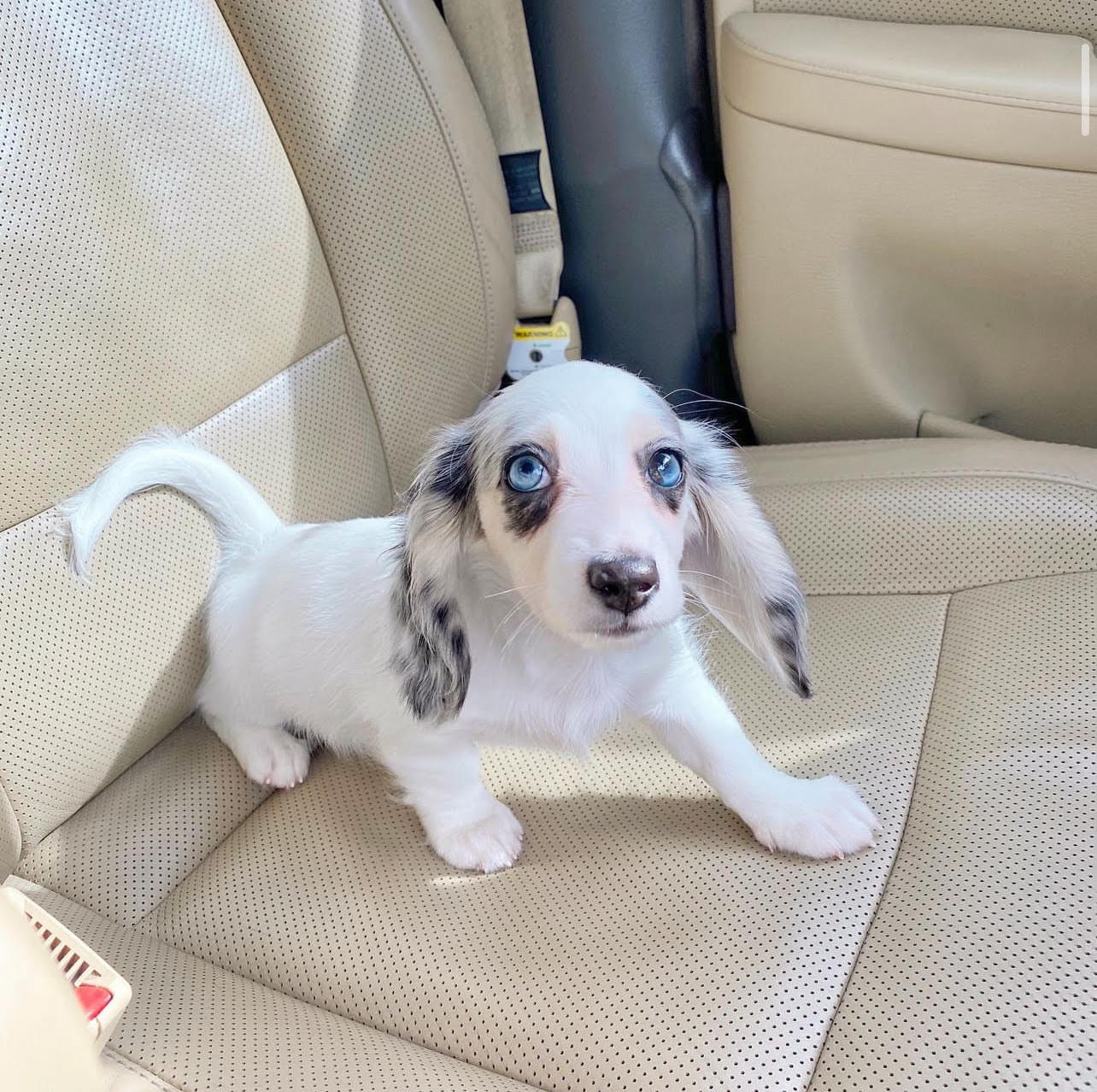 Nicki - Silver Dapple Piebald Dachshund puppy for sale