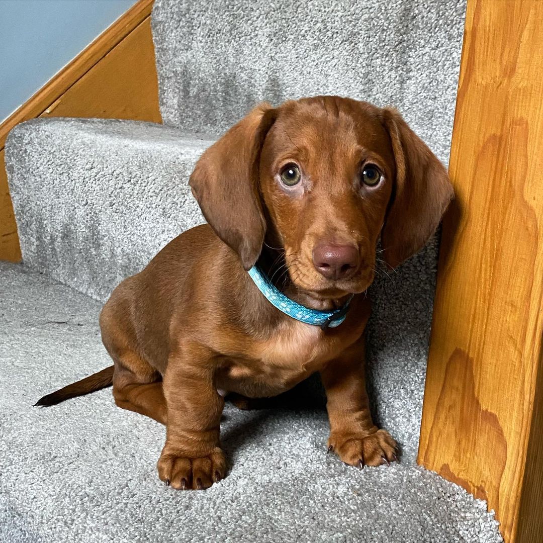 Otis - Red Smooth Dachshund puppy for sale