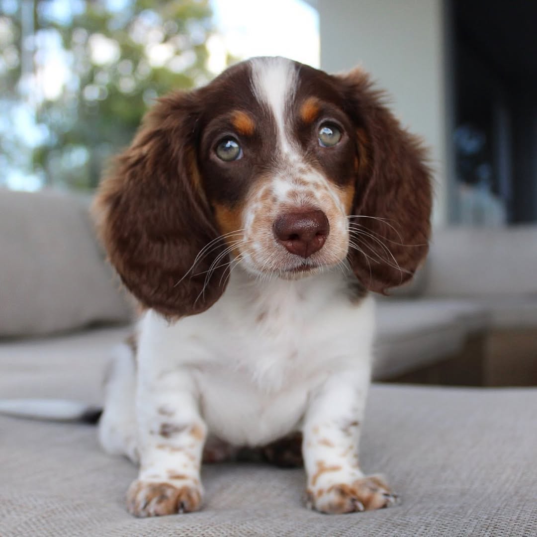 River - Chocolate Piebald Dachshund puppy for sale