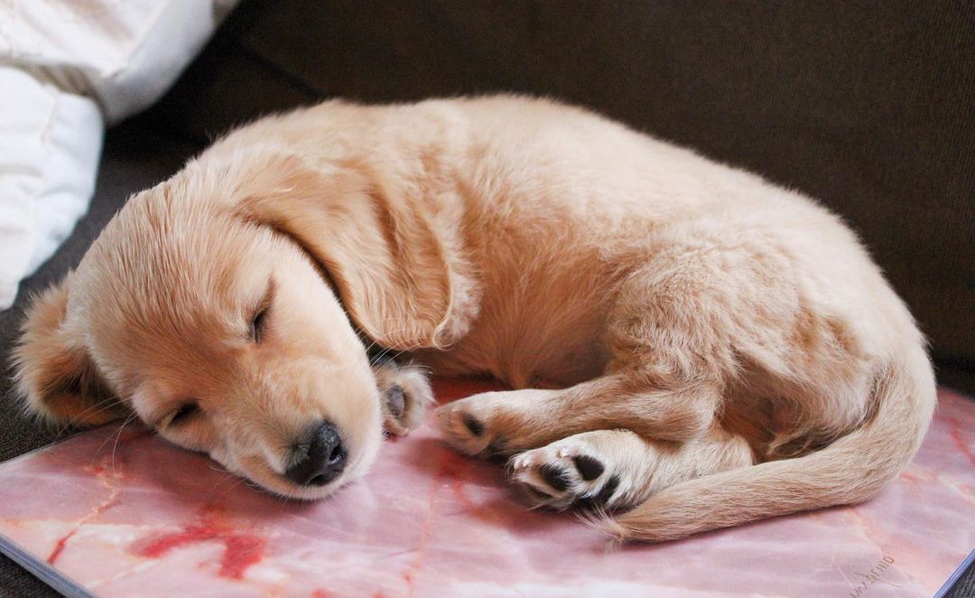 Winnie - English Cream Dachshund puppy for sale